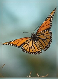 Эффект бабочки — термин в естественных науках, обозначающий свойство некоторых хаотичных систем
